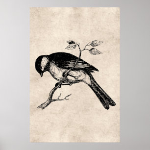 Song Bird Illustration - Birds 1800 Poster