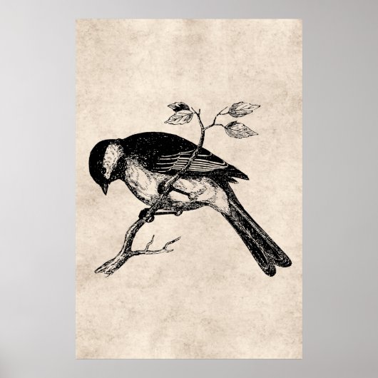 Song Bird Illustration - Birds 1800 Poster (Voorkant)