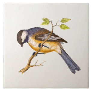Song Bird Illustration - Birds 1800 Tegeltje