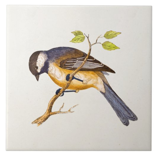  Song Bird Illustration - Birds 1800 Tegeltje (Voorkant)