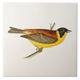 Song Bird Illustration - Birds 1800 Tegeltje