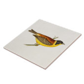  Song Bird Illustration - Birds 1800 Tegeltje (Zijkant)