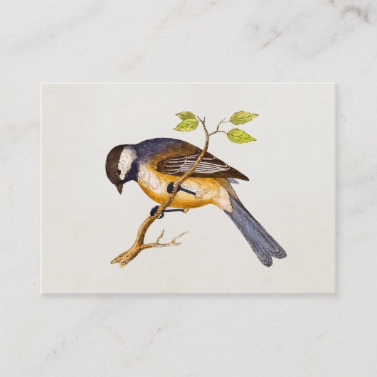  Song Bird Illustration - Birds 1800 Visitekaartje (Voorkant)