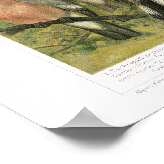  Song Bird Print (Hoek)