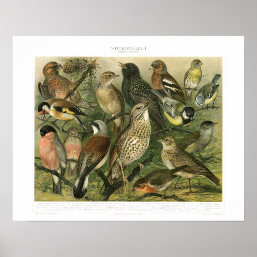  Song Bird Print (Voorkant)