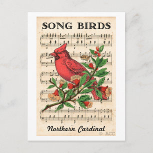 Song Birds Northern Kardinaal Briefkaart