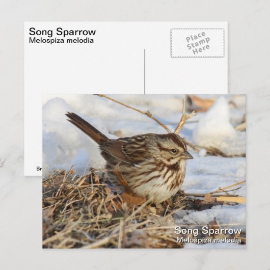 Song Sparrow Briefkaart (Voorkant / Achterkant)