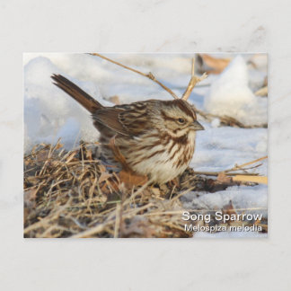Song Sparrow Briefkaart