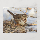 Song Sparrow Briefkaart (Voorkant)