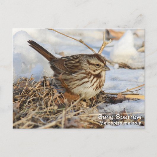 Song Sparrow Briefkaart (Voorkant)