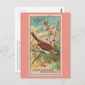 Song Sparrow Briefkaart (Voorkant / Achterkant)