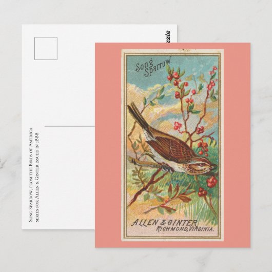 Song Sparrow Briefkaart (Voorkant / Achterkant)