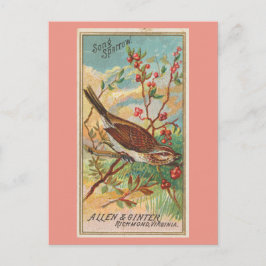 Song Sparrow Briefkaart
