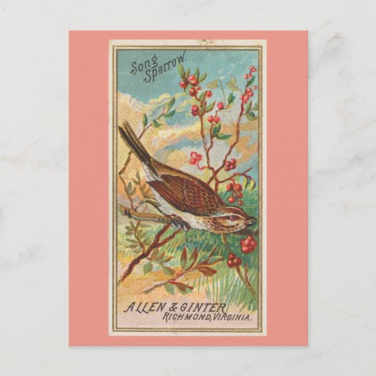 Song Sparrow Briefkaart (Voorkant)