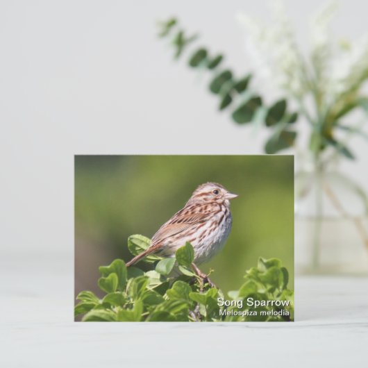 Song Sparrow Briefkaart (Staand voorkant)