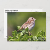 Song Sparrow Briefkaart (Voorkant / Achterkant)