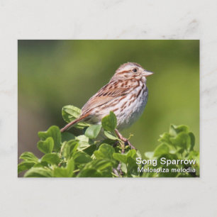 Song Sparrow Briefkaart