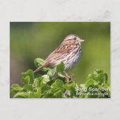 Song Sparrow Briefkaart (Voorkant)