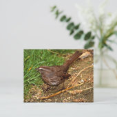 Song Sparrow Briefkaart (Staand voorkant)