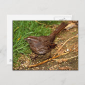 Song Sparrow Briefkaart (Voorkant / Achterkant)