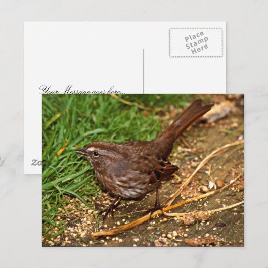 Song Sparrow Briefkaart (Voorkant / Achterkant)