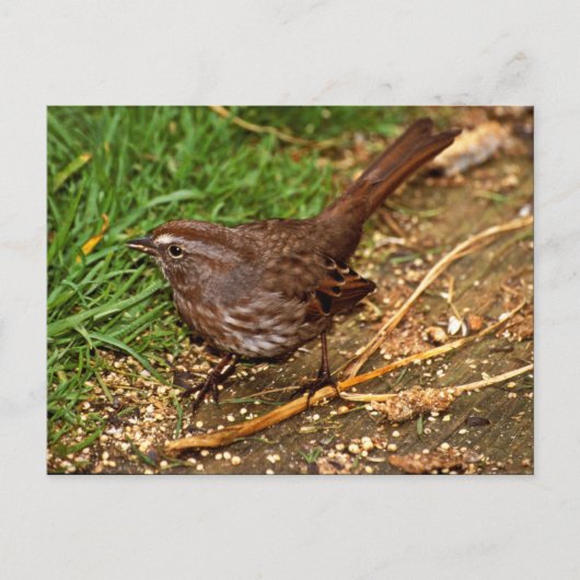 Song Sparrow Briefkaart (Voorkant)