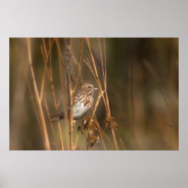Song Sparrow in de Meadow Poster