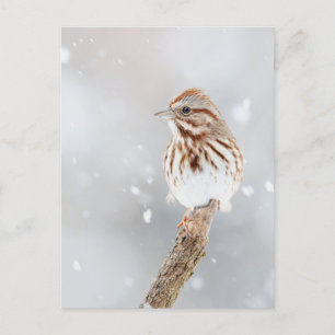Song Sparrow in Snow Photo Briefkaart