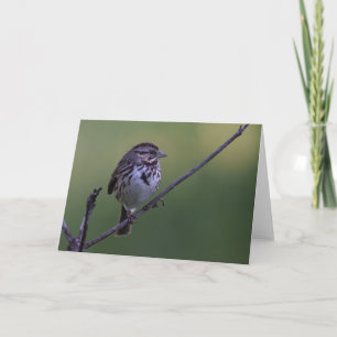Song Sparrow Kaart