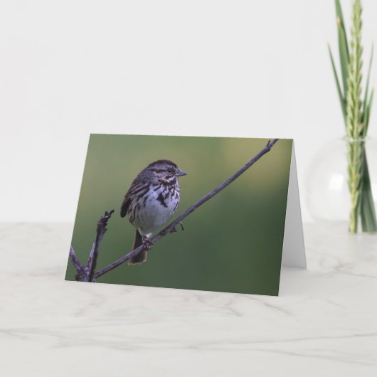Song Sparrow Kaart (Voorkant)