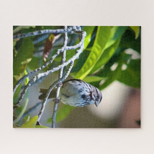 Song Sparrow Legpuzzel (Horizontaal)