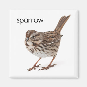Song Sparrow Magneet