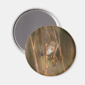 Song Sparrow Magnet (Voorkant / Achterkant)