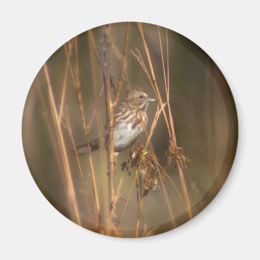 Song Sparrow Magnet (Voorkant)