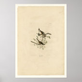Song Sparrow Poster (Voorkant)