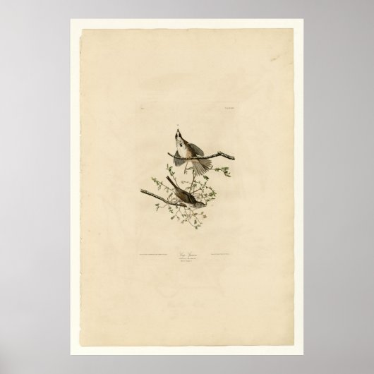 Song Sparrow Poster (Voorkant)