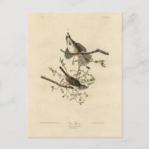 Song Sparrow van Audubon's Birds of America Briefkaart