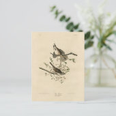 Song Sparrow van Audubon's Birds of America Briefkaart (Staand voorkant)