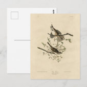 Song Sparrow van Audubon's Birds of America Briefkaart (Voorkant / Achterkant)