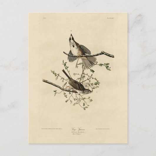 Song Sparrow van Audubon's Birds of America Briefkaart (Voorkant)