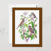 Song Sparrows, Cute Birds, Natuur, Wildlife Briefkaart (Voorkant / Achterkant)