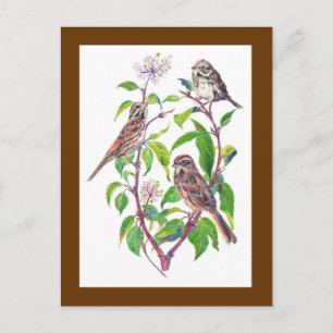 Song Sparrows, Cute Birds, Natuur, Wildlife Briefkaart
