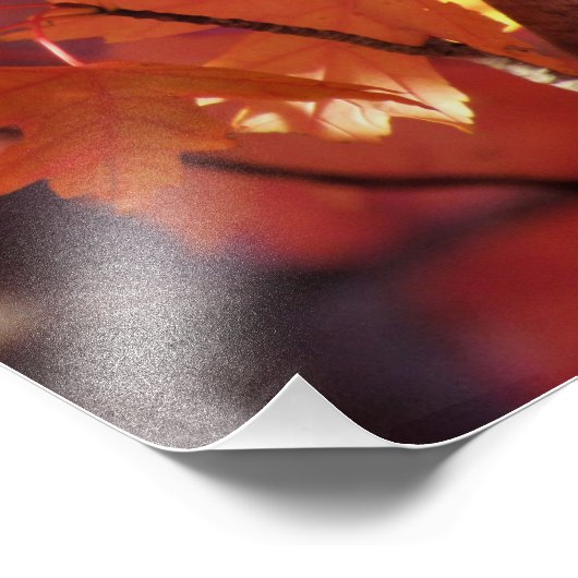 "Song Squirrel" Foto Afdruk (Hoek)