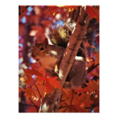 "Song Squirrel" Foto Afdruk (Voorkant)