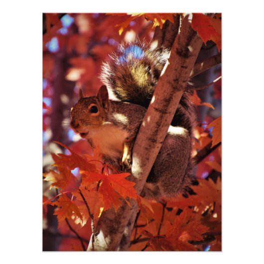 "Song Squirrel" Foto Afdruk (Voorkant)