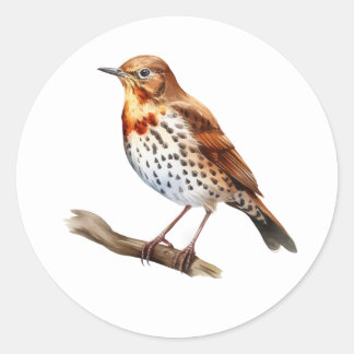 Song Thrush Bird Stickers