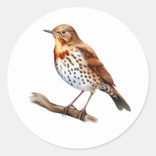 Song Thrush Bird Stickers (Voorkant)