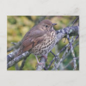Song Thrush Briefkaart (Voorkant)