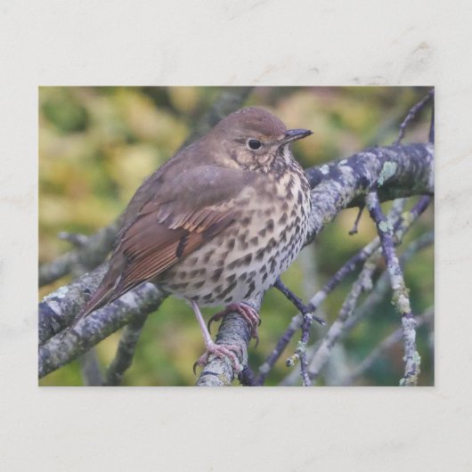 Song Thrush Briefkaart (Voorkant)