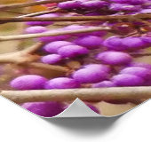 Song Thrush Poster (Hoek)